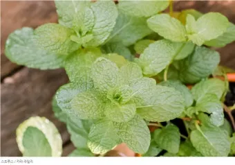 민트 재배 수경 재배 물 갈이 뿌리 번식_6