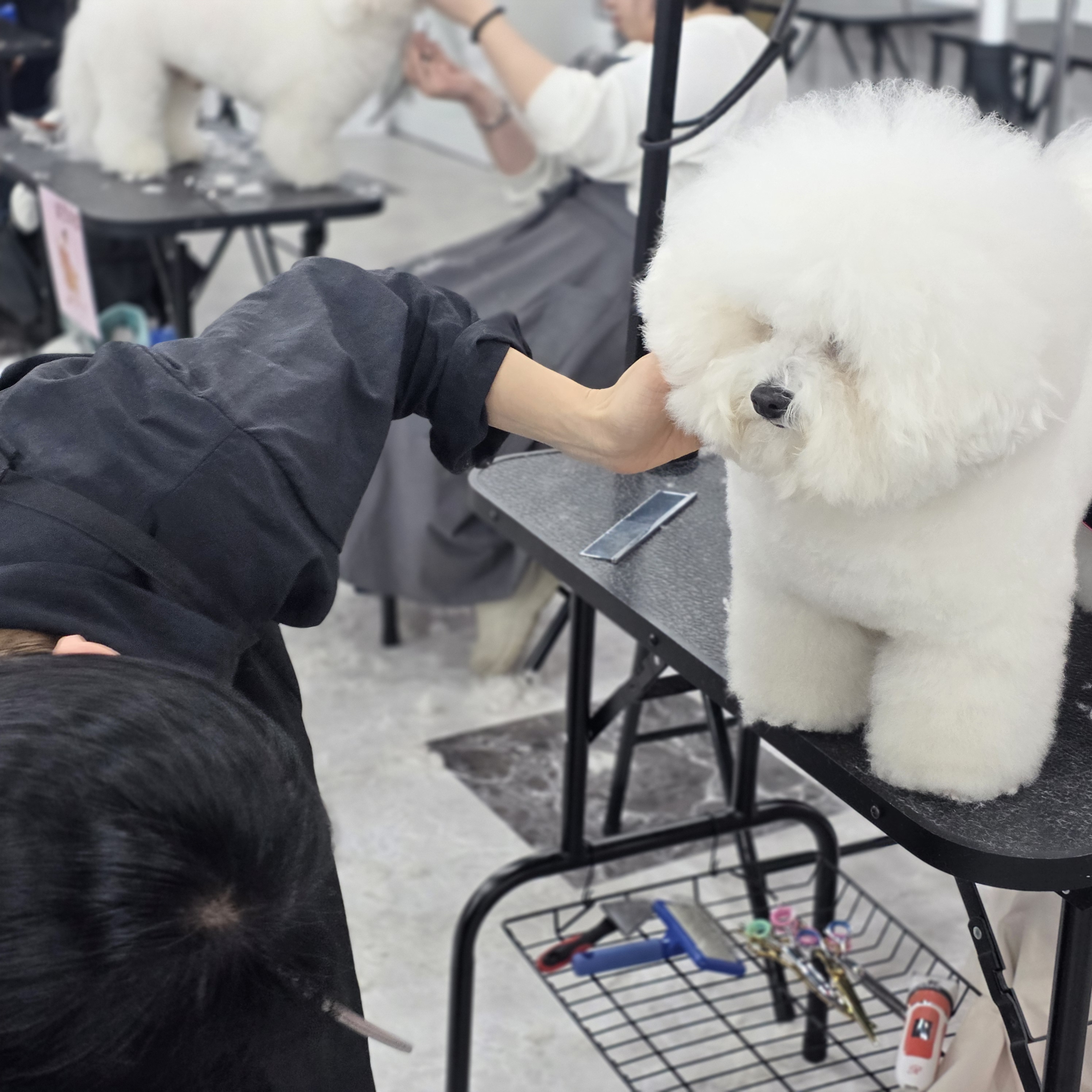 수유애견미용학원