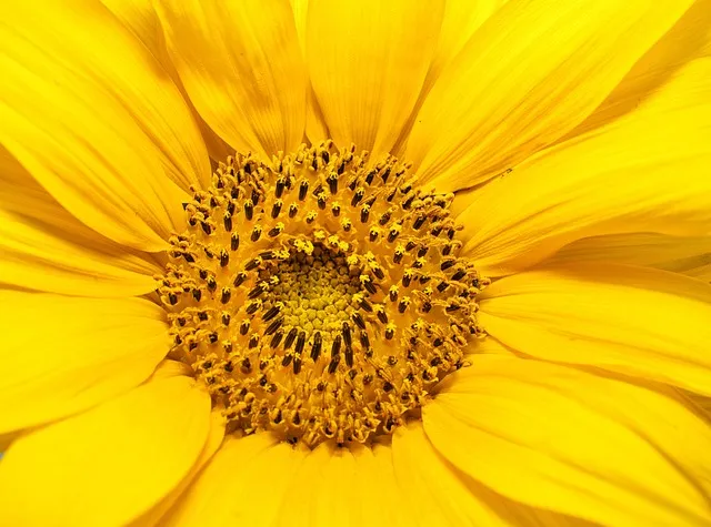 해바라기길 산책 시간 그늘 벤치 위치 휴식 포인트_3