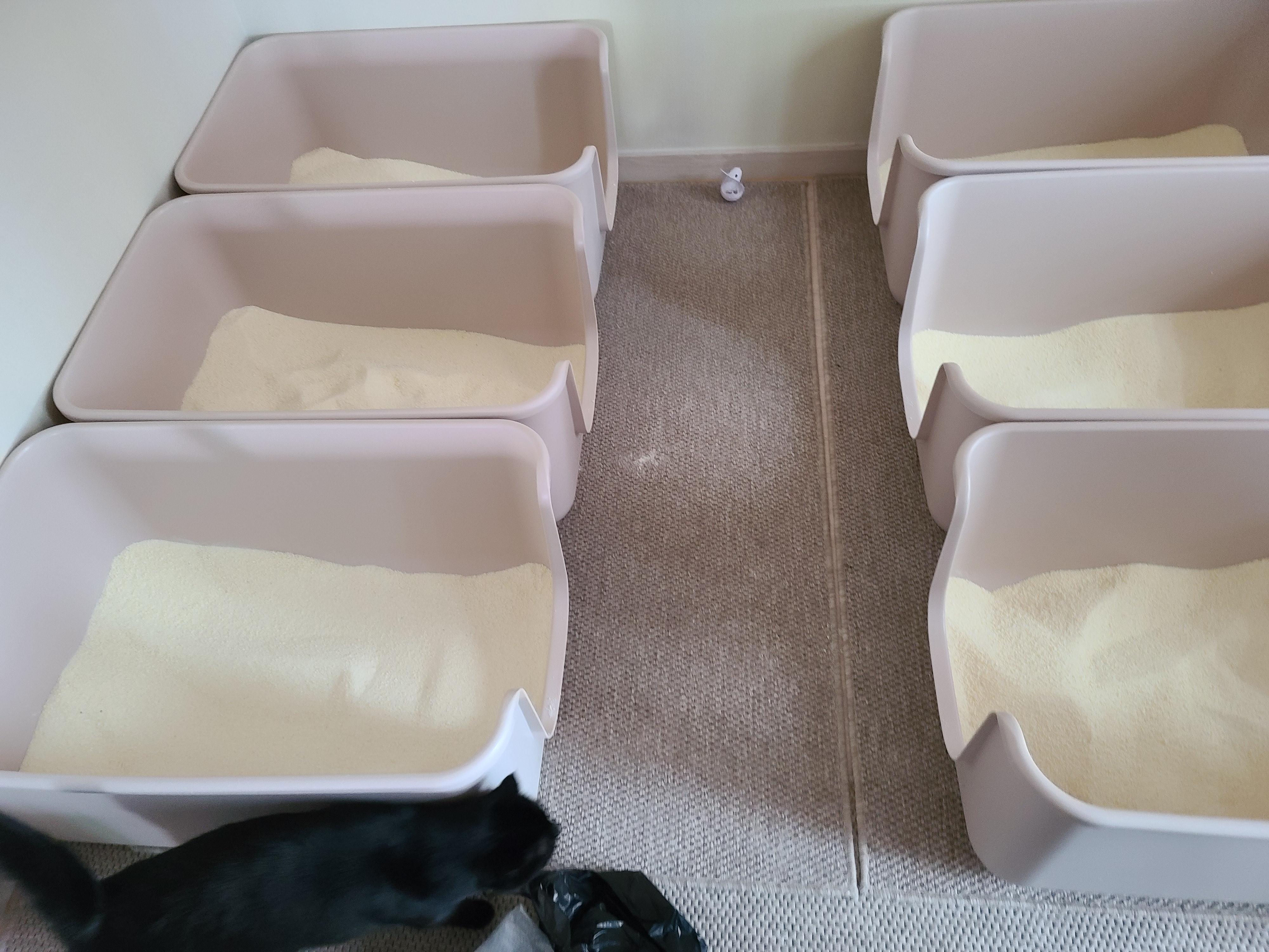 고양이 화장실 모래 전체갈이 하기 (feat.바우젠)