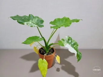 알로카시아 키우기 물주기 햇빛온도 관리 잎 크게 키우는 법_16