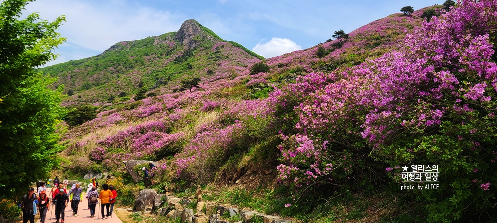 황매산 철쭉 개화시기, 셔틀버스, 산청 합천 5월 가볼만한곳