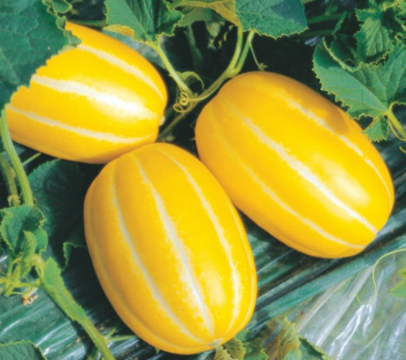 참외-효능-부작용-하루-섭취량-관련-사진