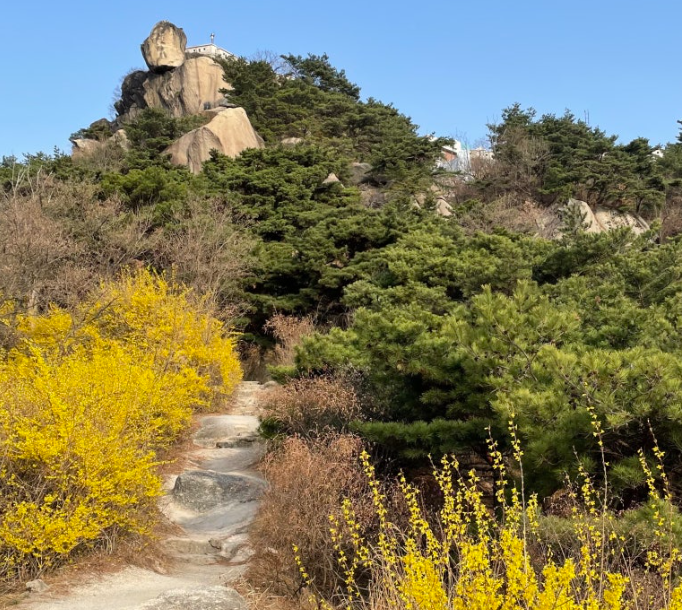 인왕산 개나리