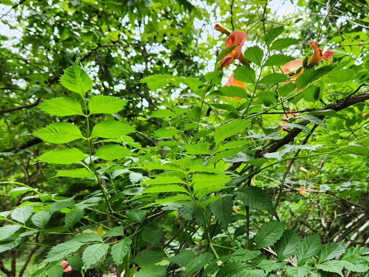 능소화