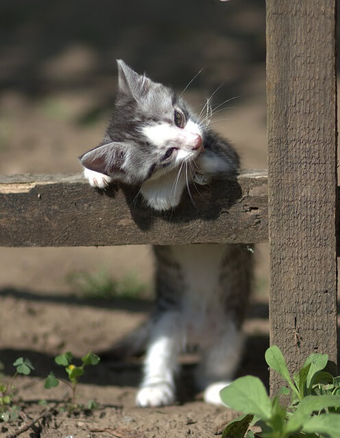 고양이꿈&amp;#44; 고양이 나오는 꿈&amp;#44; 고양이꿈해몽&amp;#44; 고양이 나오는 꿈해몽 흉몽?