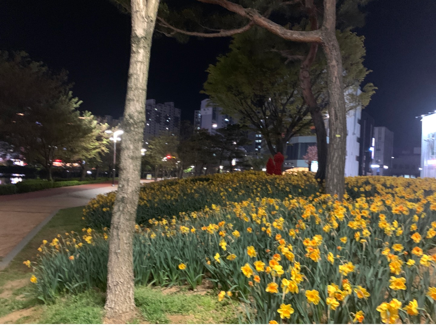 서산 호수 중앙공원의 수선화