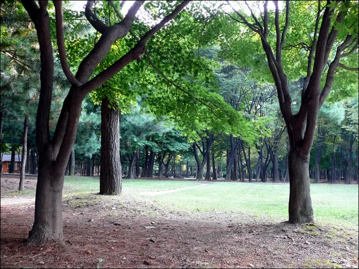 숲 개념을 도입한 공원