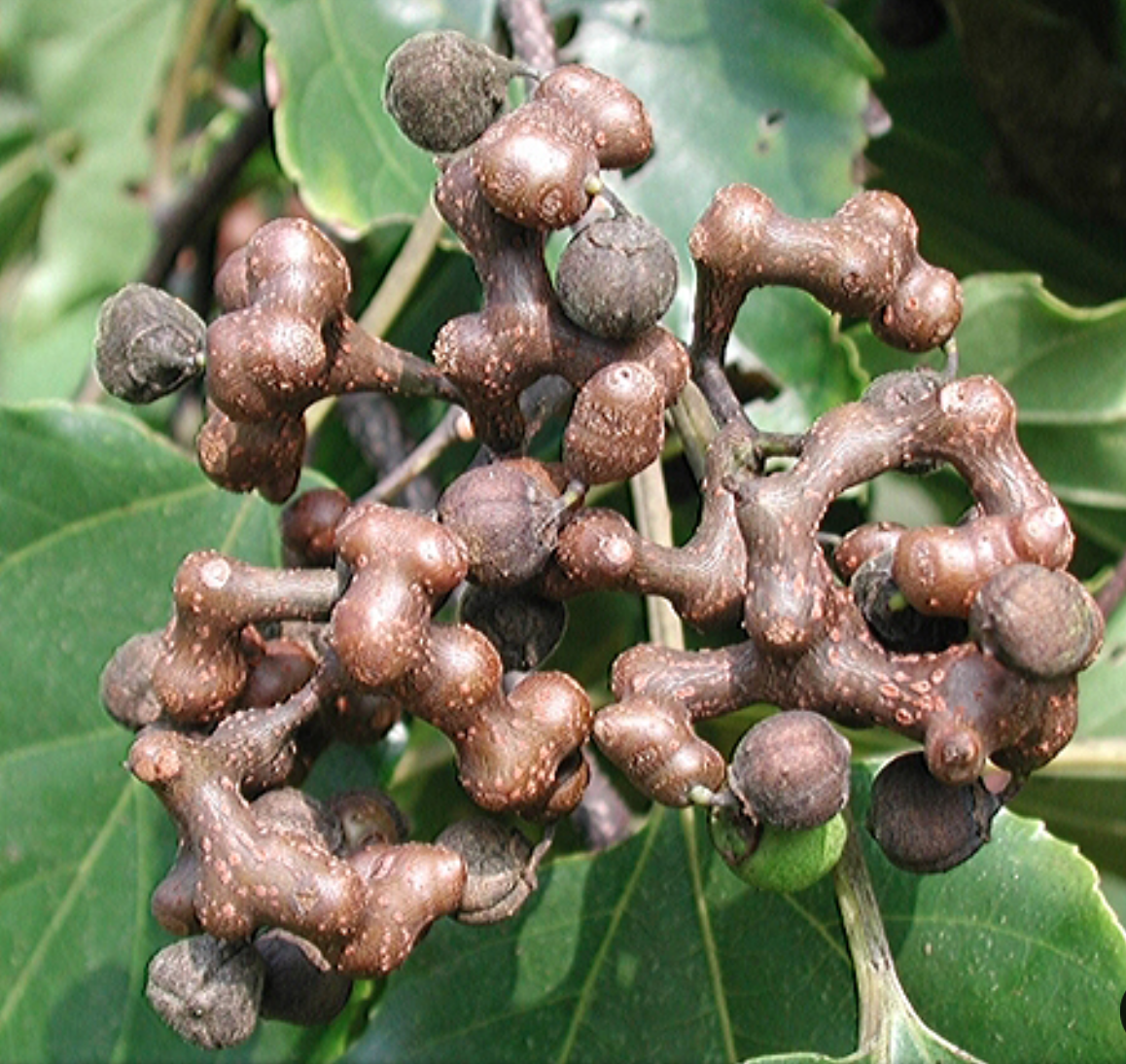 헛개나무 관련 사진