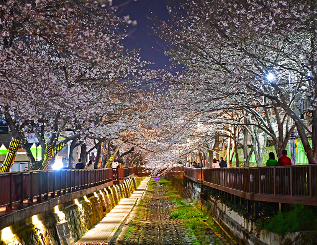 진해 여좌천 벚꽃