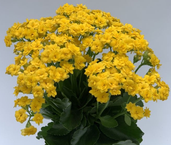 겨울 꽃 칼랑코에