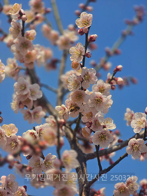 광양매화축제 실시간