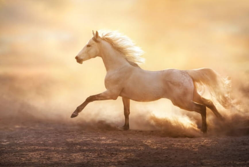 2024년 말띠 운세