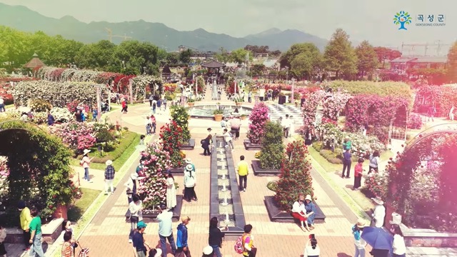 곡성 세계 장미축제 기간