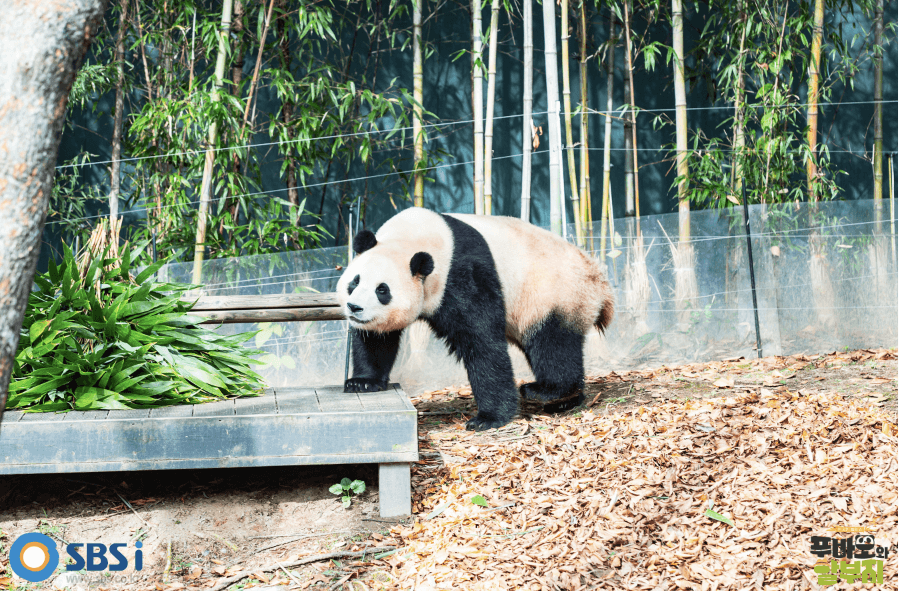 푸바오와 할부지 재방송