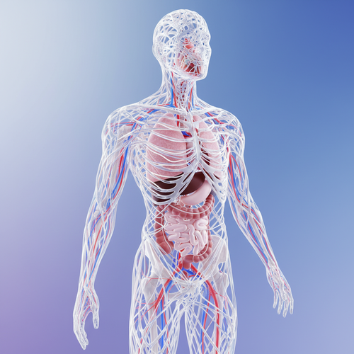 콜라겐&amp;#44; 우리 몸속 핵심 단백질의 중요성