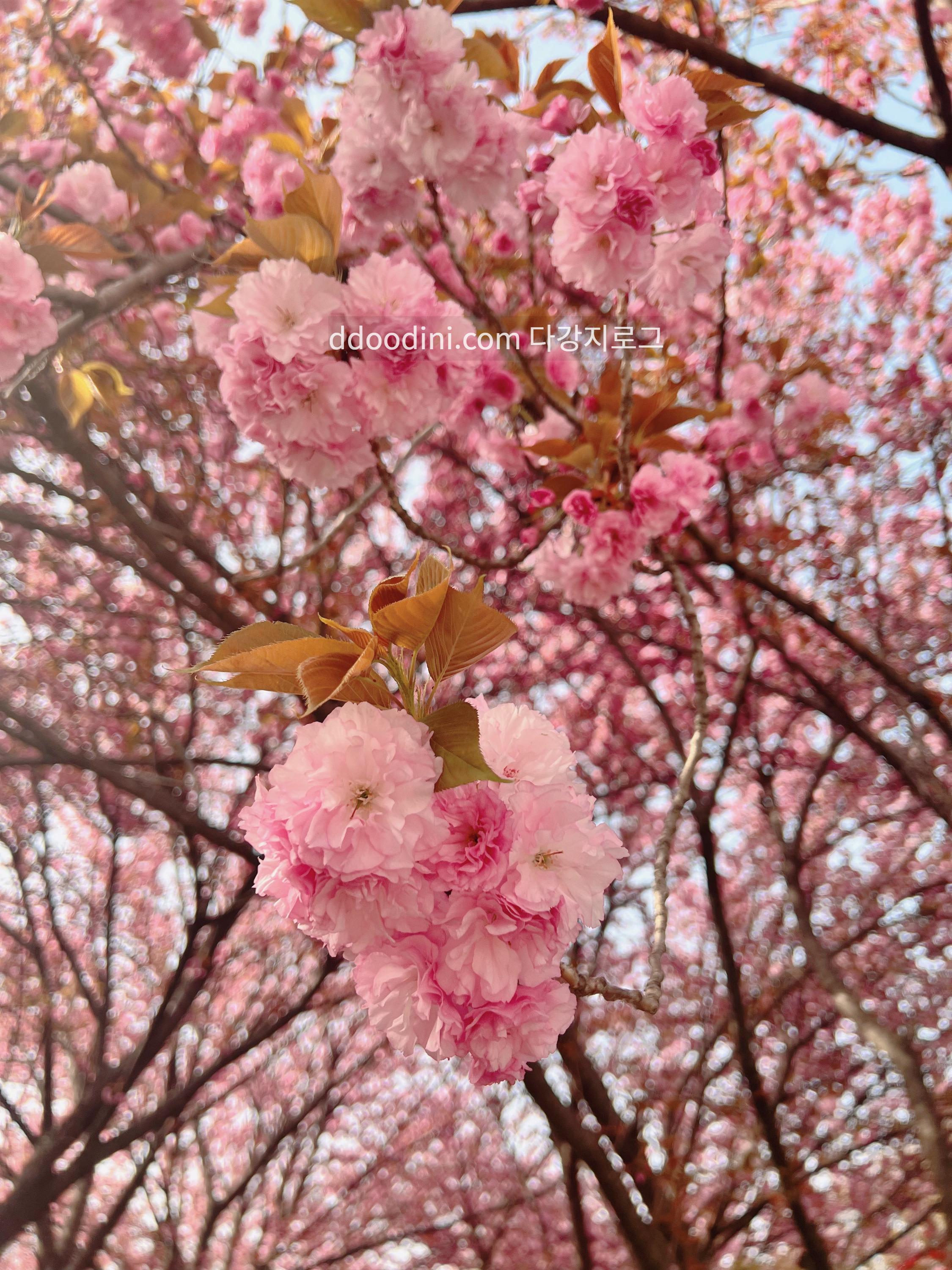 전주 완산꽃동산 겹벚꽃 현재