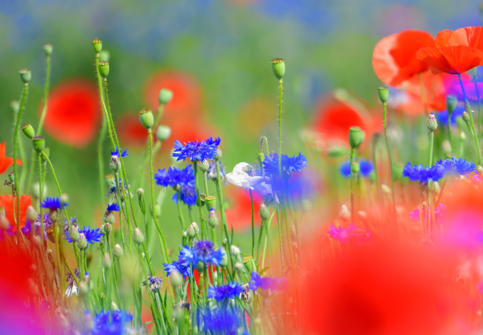 원주 용수골꽃양귀비축제2