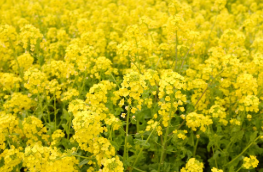 유채꽃