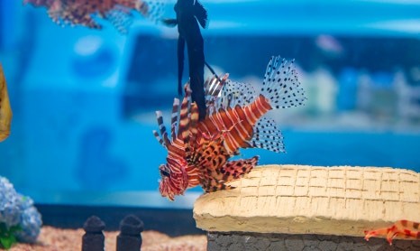 제주 동쪽 가볼만한곳 (아쿠아플라넷 제주)