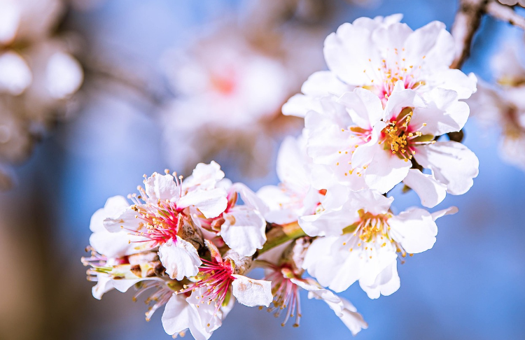 2025 고양 꽃박람회 고양 국제꽃박람회 사전예약 및 할인 총정리