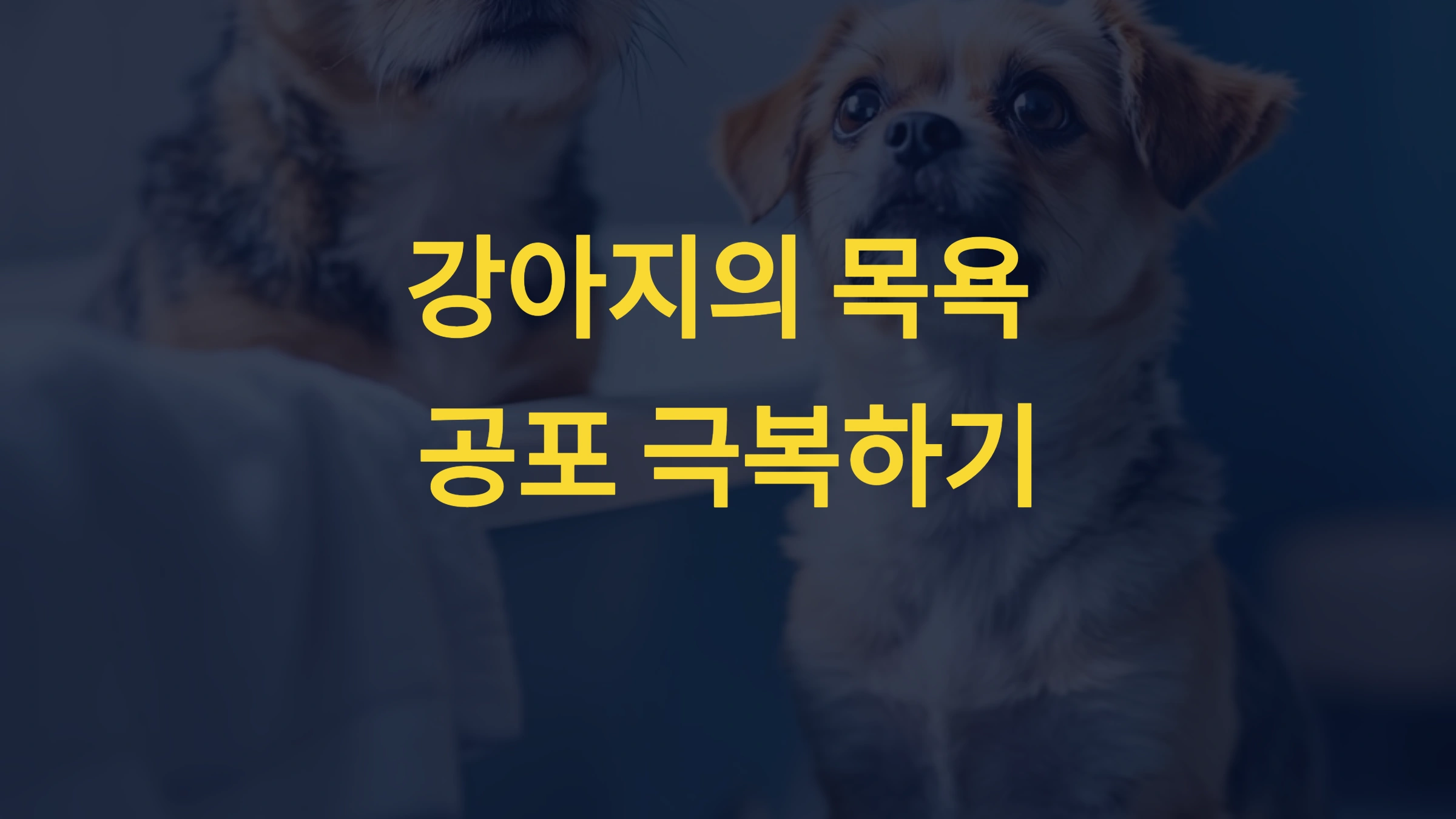 강아지가 목욕을 무서워할 때 해결 방법