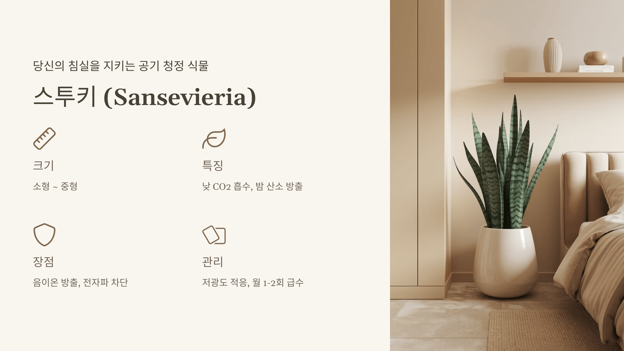 스투키 (Sansevieria)