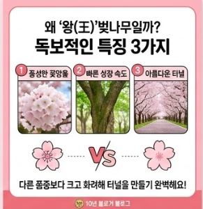 벚꽃상식
