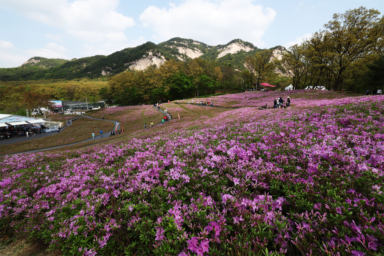 생방송투데이 불암산 철쭉제 나비정원