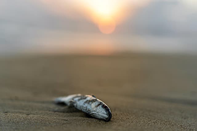 환경 보호 활동과 심리 치유