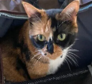 고양이 캐리어를 평소에 있는 곳으로 하면 좋은 점