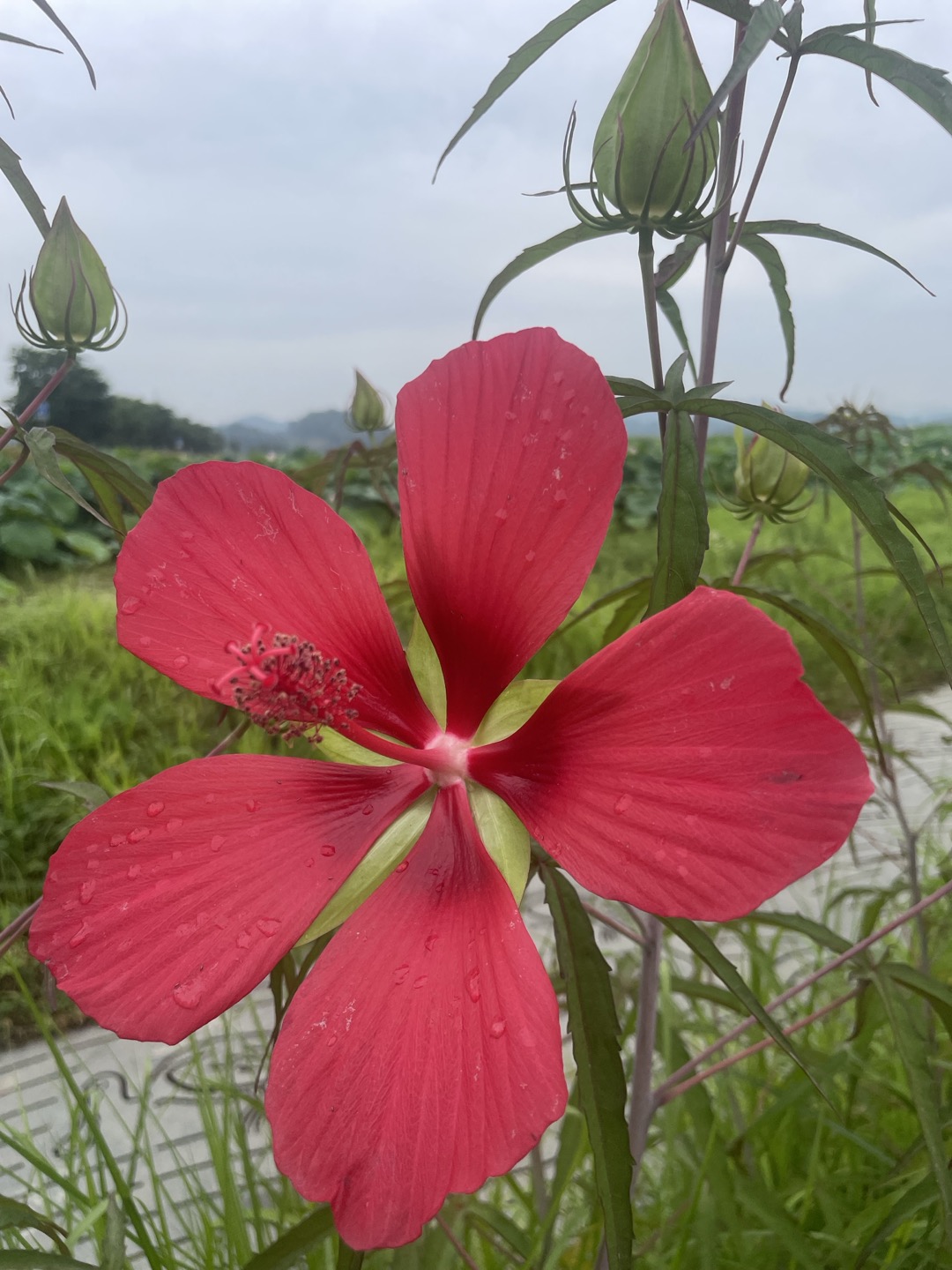 연꽃 사진
