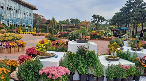 화성_우리꽃식물원_국화전시회