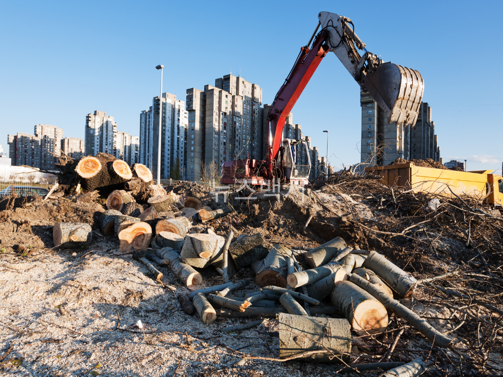 숲을 잃으면 지구도 잃는다 – 산림 파괴와 기후위기의 연결고리