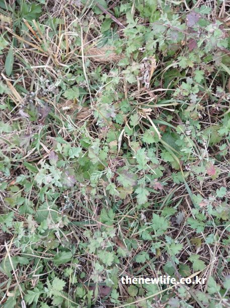 가을 들판에서 자라는 쑥의 실제 모습 – 잎 가장자리가 붉게 물든 들쑥, 따뜻한 성질로 위장을 보호하는 약초