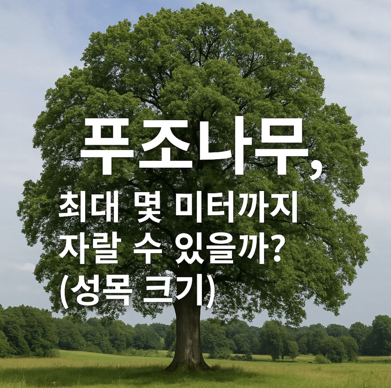 푸조나무, 최대 몇 미터까지 자랄 수 있을까? (성목 크기)