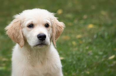 강아지 종합검진관련사진