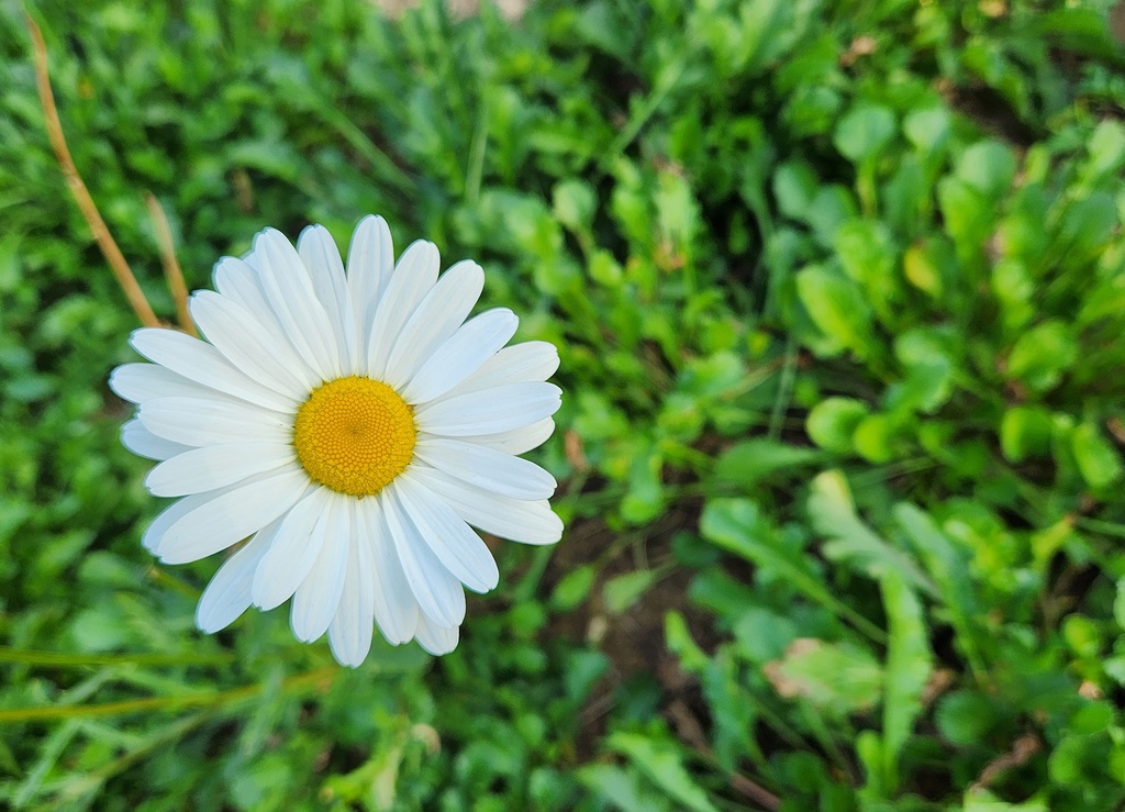 샤스타데이지 Shasta daisy