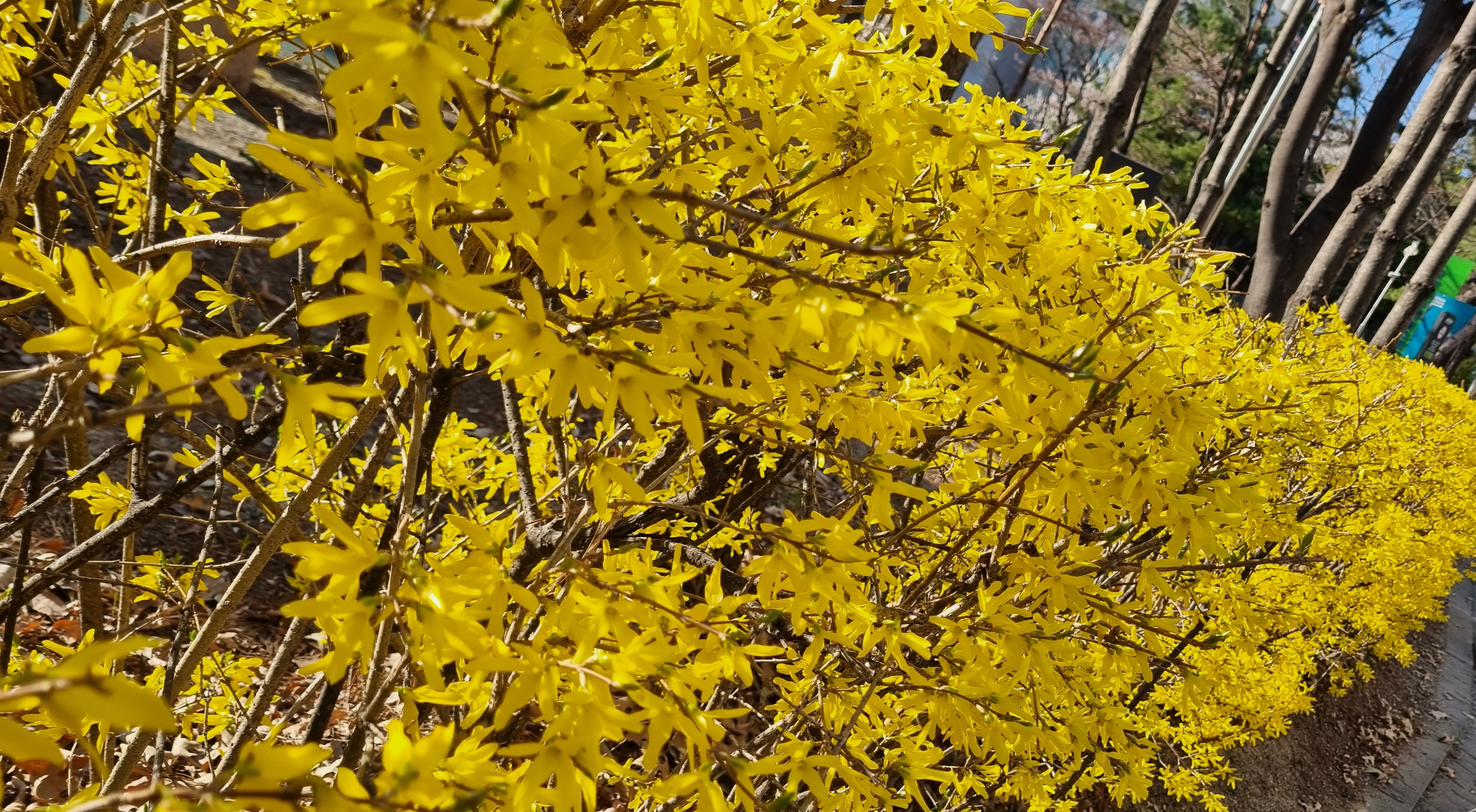 봄 햇살 아래 활짝 핀 개나리꽃