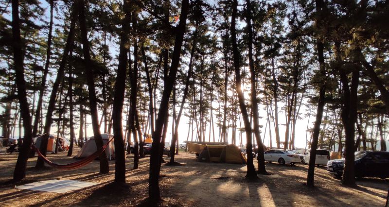 넓은 해송밭 사이로 보이는 바다와 텐트들
