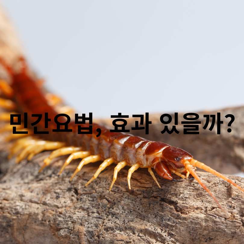 지네에 물리면 증상부터 치료까지, 꼭 알아야 할 응급 대처법