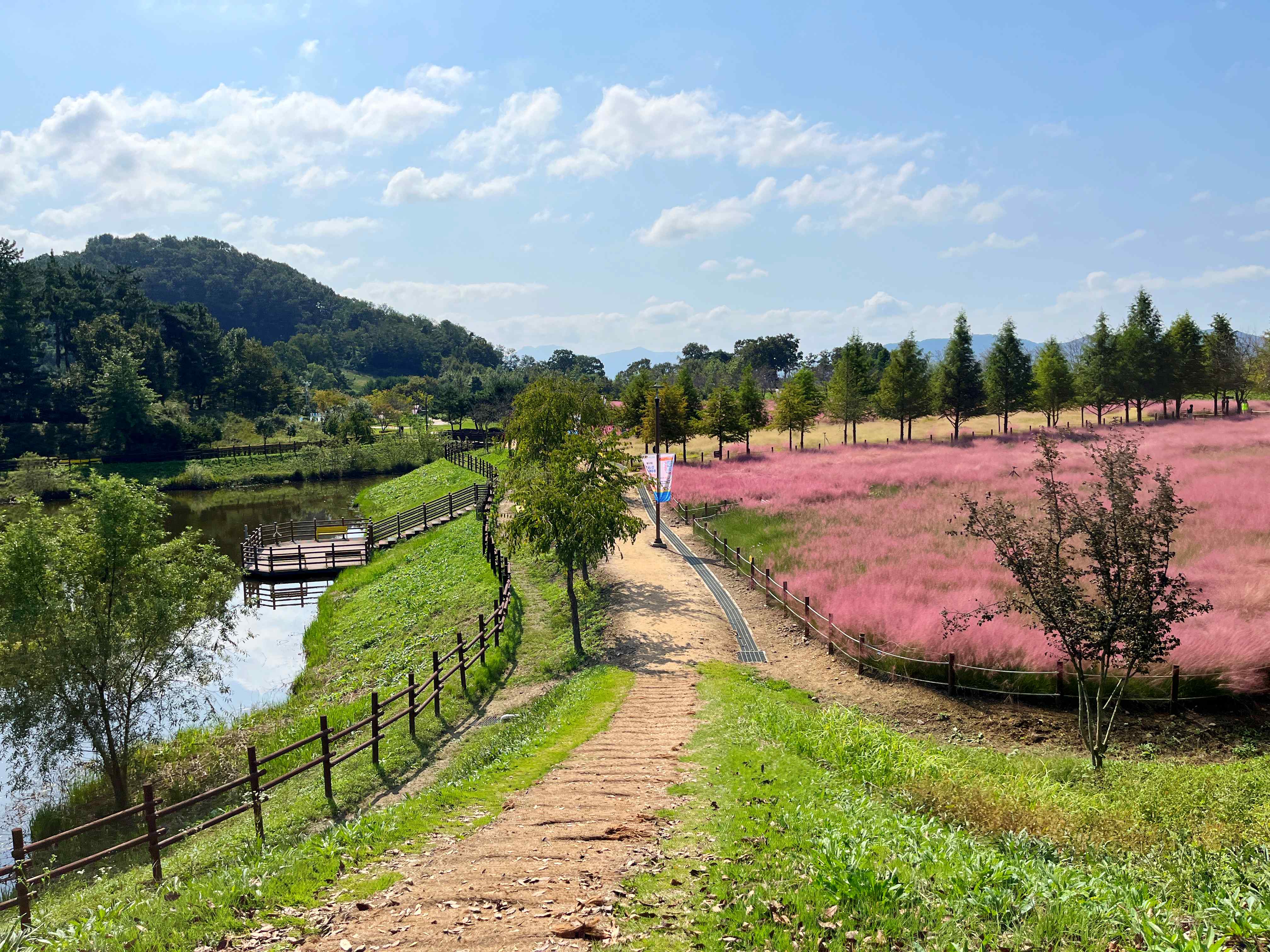 악양생태공원 핑크뮬리