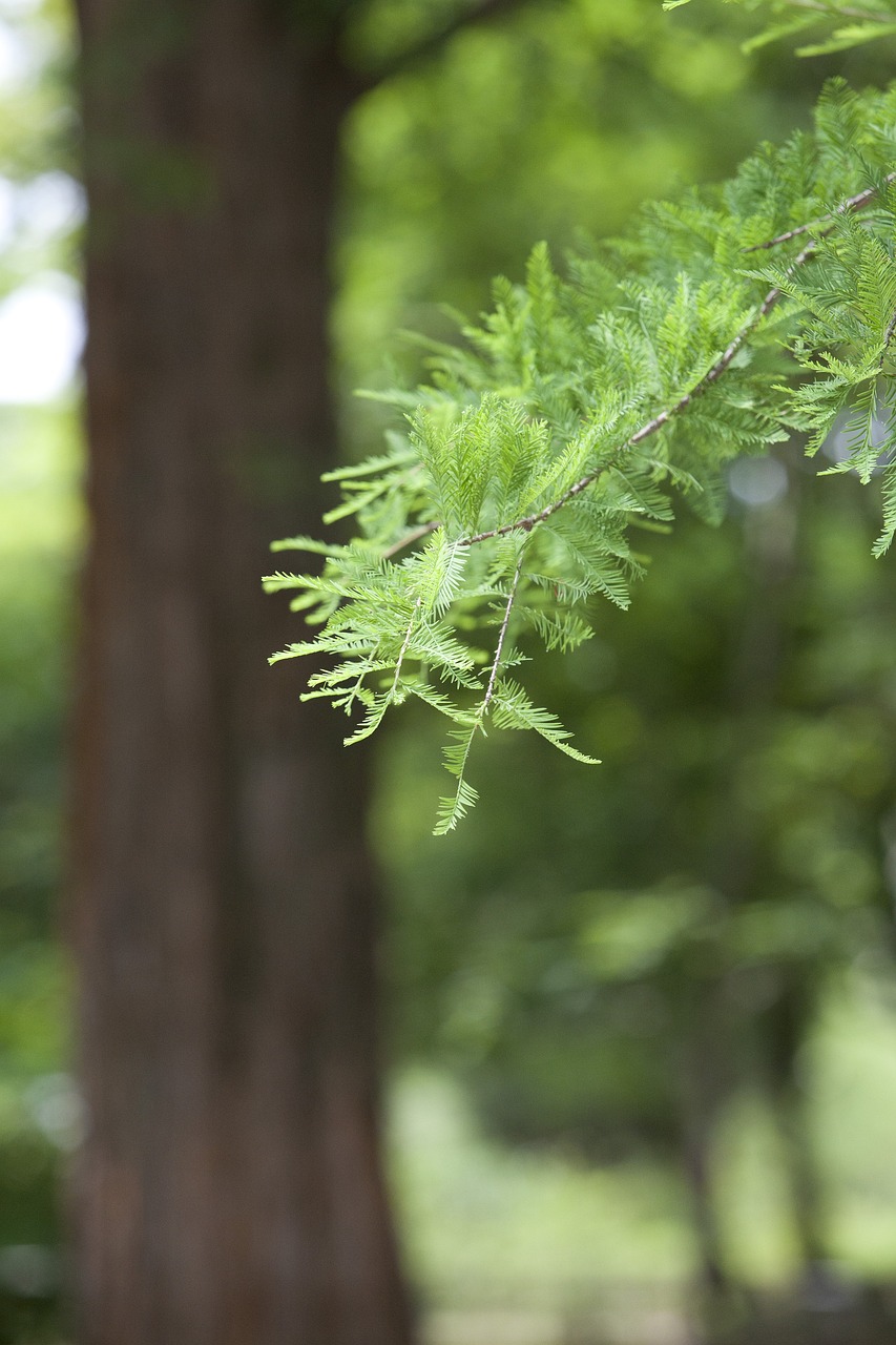 도곡 메타세콰이아 로드 페스타
