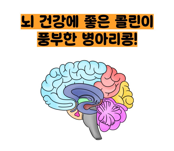 병아리콩 효능 부작용