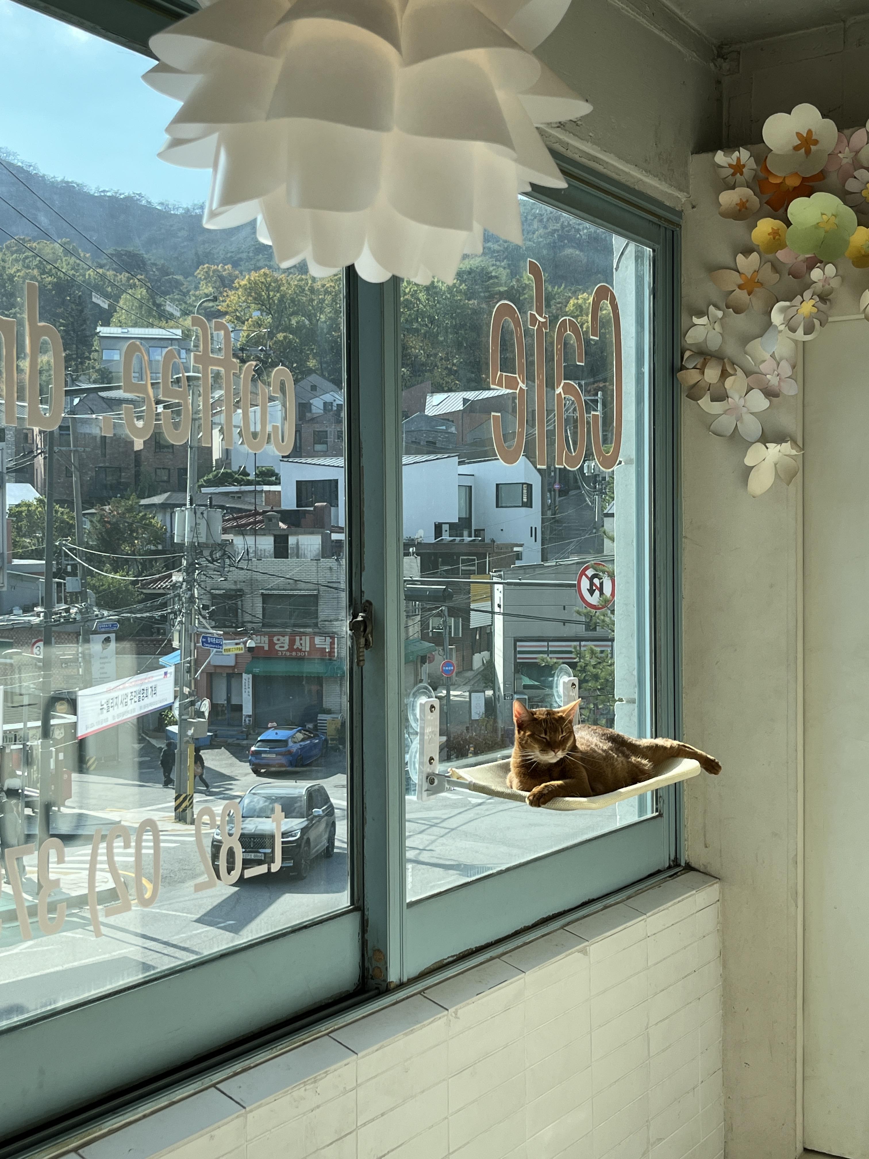 제비꽃다방