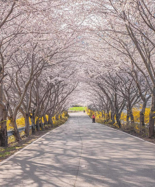 2025 벚꽃 개화시기