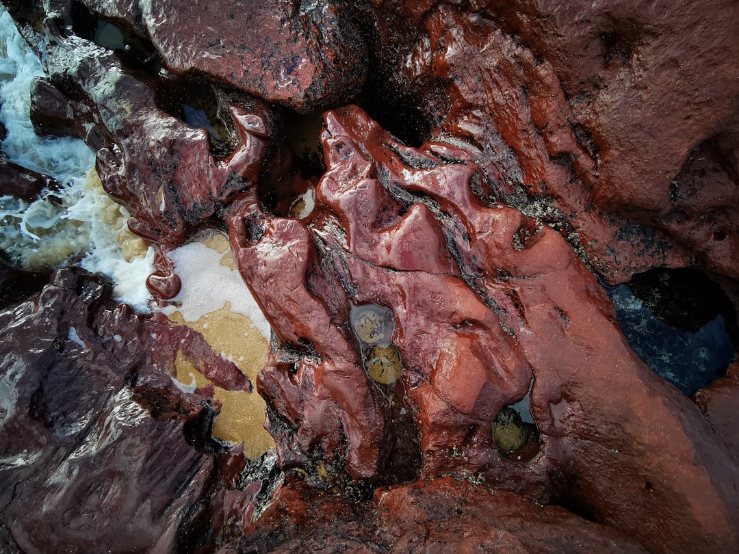 Liver