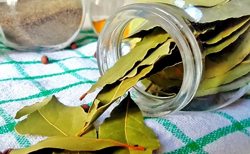 월계수잎 사용법