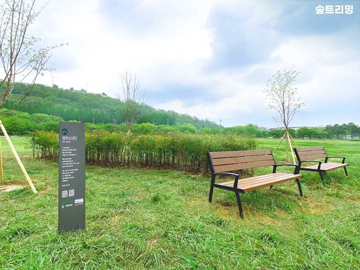 BTS Forest; Trimming Project Image