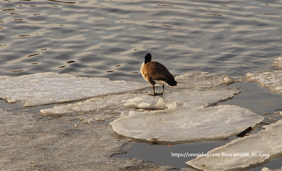 겨울철새 기러기 Boston goose, Canada goose